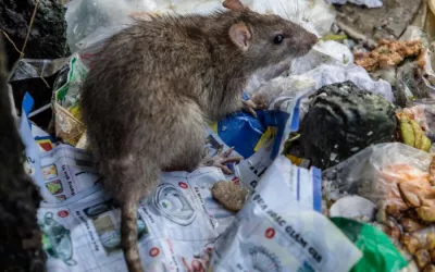 Уничтожение мышей в подвале жилого дома ЖК Победа