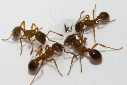 Уничтожение муравьев в Долгопрудном 