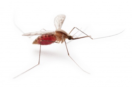 Уничтожение комаров в Долгопрудном 