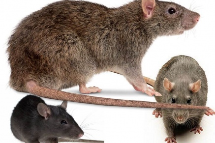 Уничтожение крыс в Долгопрудном 
